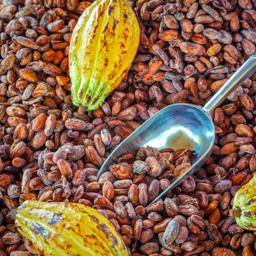 Cocoa Beans